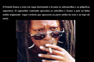 O frontal franze a testa em rugas horizontais e levanta as sobrancelhas e as pálpebras superiores.   O supraciliar  contraído  aproxima os sobrolhos e franz e  a pele na linha média  originando  rugas verticais que aparecem na parte média da testa e no topo do nariz.  