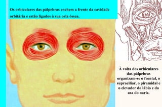 Os   orbiculares das pálpebras enchem a frente da cavidade orbitária e estão ligados à sua orla óssea.  À volta dos orbiculares das pálpebras organizam-se o frontal, o supraciliar, o piramidal e o elevador do lábio e da asa do nariz. 