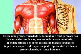 Existe uma grande variedade de tamanhos e configurações das diversas caixas torácicas, mas em todas elas o manúbrio, o apêndice xifoide e os arcos costais são marcos figurativos importantes a partir dos quais se pode representar, de forma proporcionada, o tronco humano. 