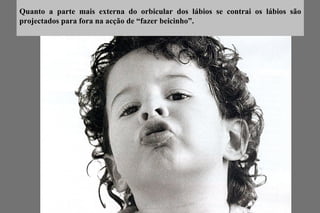 Quanto a parte mais externa do orbicular dos lábios se contrai os lábios são projectados para fora na acção de “fazer beicinho”. 