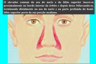 O elevador comum da asa do nariz e do lábio superior insere-se proximalmente no bordo interno da órbita e depois desce bifurcando-se, terminando distalmente na asa do nariz e na parte profunda do hemi-lábio superior perto da sua porção mediana. 