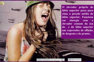 O elevador próprio do lábio superior puxa para cima a porção média do lábio superior. Funciona em sinergia com o elevador comum da asa do  e do lábio superior nas expressões de aflição, de desgosto e de pranto. 