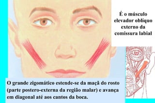 O grande zigomático estende-se da maçã do rosto (parte postero-externa da região malar) e avança em diagonal até aos cantos da boca.  É o músculo elevador oblíquo externo da comissura labial 