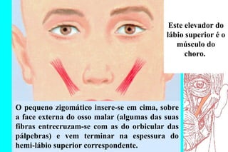 O pequeno zigomático insere-se em cima, sobre a face externa do osso malar (algumas das suas fibras entrecruzam-se com as do orbicular das pálpebras) e vem terminar na espessura do hemi-lábio superior correspondente.  Este elevador do lábio superior é o músculo do choro.  