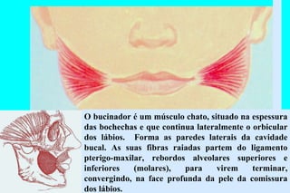 O bucinador é um músculo chato, situado na espessura das bochechas e que continua lateralmente o orbicular dos lábios.  Forma as paredes laterais da cavidade bucal. As suas fibras raiadas partem do ligamento pterigo-maxilar, rebordos alveolares superiores e inferiores (molares), para virem terminar, convergindo, na face profunda da pele da comissura dos lábios. 