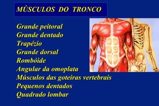 MÚSCULOS  DO  TRONCO Grande peitoral Grande dentado Trapézio Grande dorsal Rombóide Angular da omoplata Músculos das goteiras vertebrais Pequenos dentados  Quadrado lombar 