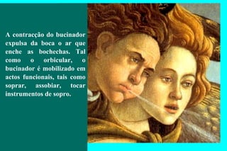 A contracção do bucinador expulsa da boca o ar que enche as bochechas. Tal como o orbicular, o bucinador é mobilizado em actos funcionais, tais como soprar, assobiar, tocar instrumentos de sopro. 