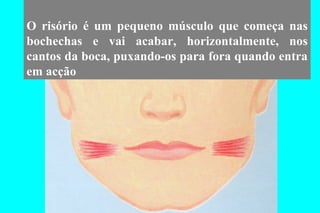 O risório é um pequeno músculo que começa nas bochechas e vai acabar, horizontalmente, nos cantos da boca, puxando-os para fora quando entra em acção 