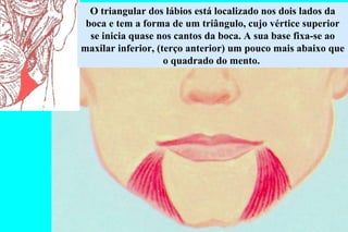 O triangular dos lábios está localizado nos dois lados da boca e tem a forma de um triângulo, cujo vértice superior se inicia quase nos cantos da boca. A sua base fixa-se ao maxilar inferior, (terço anterior) um pouco mais abaixo que o quadrado do mento.  