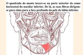 O quadrado do mento insere-se na parte anterior do ramo horizontal do maxilar inferior. De lá, as suas fibras dirigem-se para cima para a face profunda da pele do lábio inferior. 