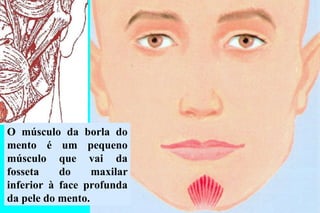 O músculo da borla do mento é um pequeno músculo que vai da fosseta do maxilar inferior à face profunda da pele do mento.  