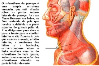 O subcutâneo do pescoço é uma ampla estrutura muscular que está situada sobre as partes antero-laterais do pescoço. As suas fibras fixam-se, em baixo, na face profunda da pele que recobre o deltóide e a parte superior do grande peitoral. Elas dirigem-se para cima e para a frente para o maxilar inferior e vão fixar-se à pele que recobre o mento, o lábio inferior, a comissura dos lábios e a bochecha, entrecruzando-se sobre a linha mediana com as do subcutâneo do lado oposto, assim como com os músculos subcutâneos situados na parte inferior do rosto. 