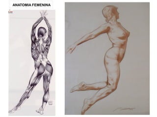 ANATOMIA FEMENINA
 