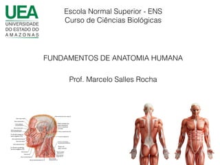 FUNDAMENTOS DE ANATOMIA HUMANA
Escola Normal Superior - ENS
Curso de Ciências Biológicas
Prof. Marcelo Salles Rocha
 
