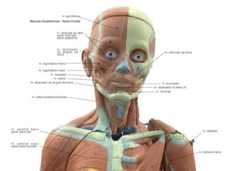 m. orbicular do olho:
parte orbicular
parte palpebral
m. levantador
do ângulo da
boca
m. orbicular da boca
m. abaixador do ângulo da boca
m. abaixador do lábio inf.
m. mentual
m. epicrânico
m. zigomático menor
m. zigomático maior
m. risório
m. masseter
Músculo Occiptofrontal - Ventre Frontal
m. esternocleidomastóideo
m. bucinador
m. deltóide
m. peitoral maior,
parte clavicular
m. peitoral maior,
parte esternocostal
m. peitoral menor
 