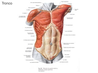 Tronco
 