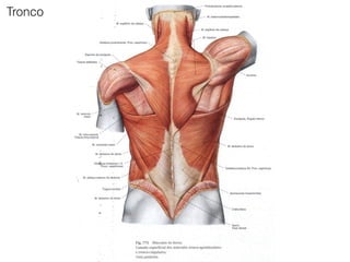 Tronco
 