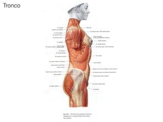 Tronco
 