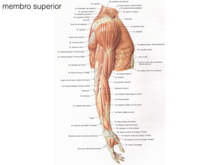 membro superior
 