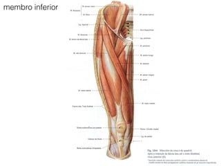 membro inferior
 