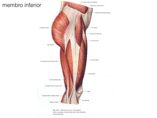 membro inferior
 