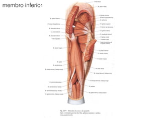 membro inferior
 
