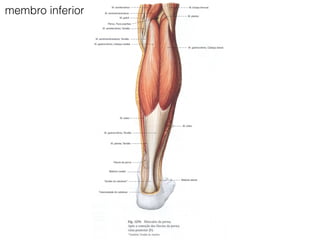 membro inferior
 