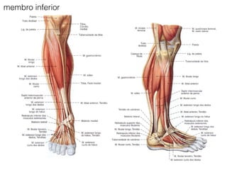 membro inferior
 