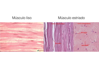 Músculo liso Músculo estriado
 