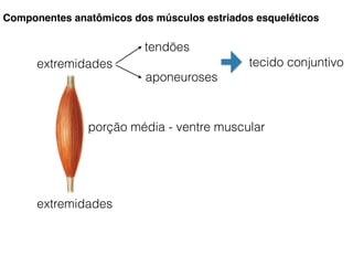 Componentes anatômicos dos músculos estriados esqueléticos
porção média - ventre muscular
extremidades
extremidades
tendões
aponeuroses
tecido conjuntivo
 