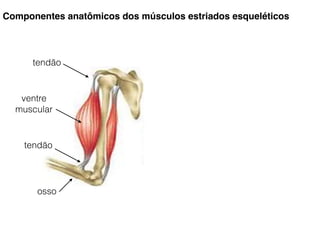 Componentes anatômicos dos músculos estriados esqueléticos
ventre
muscular
tendão
tendão
osso
 