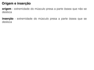 Origem e inserção
origem - extremidade do músculo presa a parte óssea que não se
desloca
inserção - extremidade do músculo presa a parte óssea que se
desloca
 