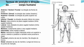 Anatomia aula e Fisiologia do corpo Humano | PDF