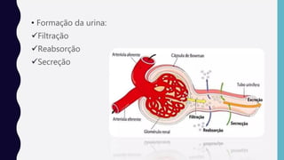 Comprehensive Anatomy of the Human Urinary System and Its Functions | PDF