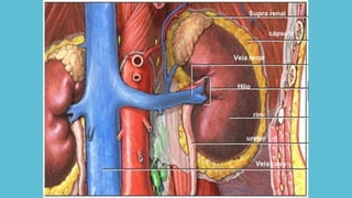 Comprehensive Anatomy of the Human Urinary System and Its Functions | PDF