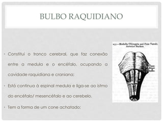 •Constitui o tronco cerebral, que faz conexão entre a medula e o encéfalo, ocupando a cavidade raquidiana e craniana; 
•Está continua à espinal medula e liga-se ao istmo do encéfalo/ mesencéfalo e ao cerebelo. 
•Tem a forma de um cone achatado; 
BULBO RAQUIDIANO  