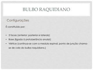 Configurações 
É constituído por: 
•3 faces (anterior; posterior e laterais); 
•Base (ligada à protuberância anular); 
•Vértice (continua-se com a medula espinal, ponto de junção chama- se de colo do bulbo raquidiano.) 
BULBO RAQUIDIANO  