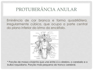 PROTUBERÂNCIA ANULAR 
Eminência de cor branca e forma quadrilátera, irregularmente cúbica, que ocupa a parte central do plano inferior do istmo do encéfalo. 
* Porção de massa cinzenta que une entre si o cérebro, o cerebelo e o bulbo raquidiano. Porção mais pequena do tronco cerebral.  
