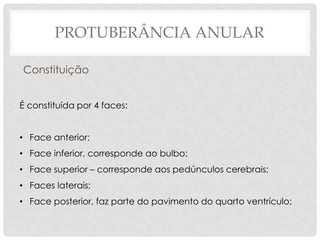 Constituição 
É constituída por 4 faces: 
•Face anterior; 
•Face inferior, corresponde ao bulbo; 
•Face superior – corresponde aos pedúnculos cerebrais; 
•Faces laterais; 
•Face posterior, faz parte do pavimento do quarto ventrículo; 
PROTUBERÂNCIA ANULAR  