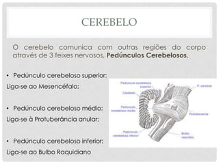 CEREBELO 
O cerebelo comunica com outras regiões do corpo através de 3 feixes nervosos, Pedúnculos Cerebelosos. 
•Pedúnculo cerebeloso superior: Liga-se ao Mesencéfalo; 
•Pedúnculo cerebeloso médio: Liga-se à Protuberância anular; 
•Pedúnculo cerebeloso inferior: Liga-se ao Bulbo Raquidiano  