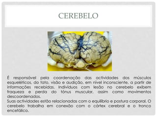 CEREBELO 
É responsável pela coordenação das actividades dos músculos esqueléticos, do tato, visão e audição, em nível inconsciente, a partir de informações recebidas. Indivíduos com lesão no cerebelo exibem fraqueza e perda do tónus muscular, assim como movimentos descoordenados. 
Suas actividades estão relacionadas com o equilíbrio e postura corporal. O cerebelo trabalha em conexão com o córtex cerebral e o tronco encefálico.  