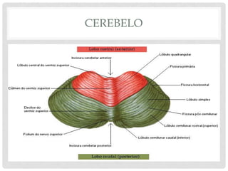 CEREBELO  