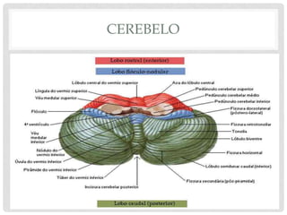 CEREBELO  