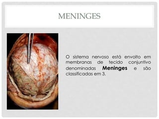 MENINGES 
O sistema nervoso está envolto em membranas de tecido conjuntivo denominadas Meninges e são classificadas em 3.  