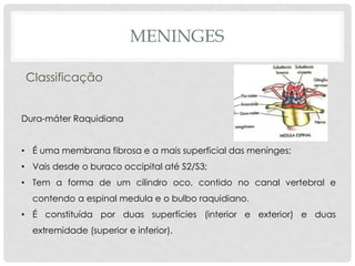 Dura-máter Raquidiana 
•É uma membrana fibrosa e a mais superficial das meninges; 
•Vais desde o buraco occipital até S2/S3; 
•Tem a forma de um cilindro oco, contido no canal vertebral e contendo a espinal medula e o bulbo raquidiano. 
•É constituída por duas superfícies (interior e exterior) e duas extremidade (superior e inferior). 
MENINGES 
Classificação  