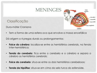 Dura-máter Craniana 
•Tem a forma de uma esfera oca que envolve a massa encefálica Dá origem a 4 pregas durais ou prolongamentos: 
•Foice do cérebro: localiza-se entre os hemisférios cerebrais, na fenda inter-hemisférica; 
•Tenda do cerebelo: fica entre o cerebelo e o cérebro e separa o cérebro os hemisférios cerebrais; 
•Foice do cerebelo: situa-se entre os dois hemisférios cerebelosos; 
•Tenda da hipófise: situa-se em cima da sela turca do esfenoide. 
MENINGES 
Classificação  