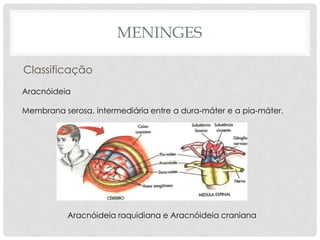 Aracnóideia 
Membrana serosa, intermediária entre a dura-máter e a pia-máter. 
Aracnóideia raquidiana e Aracnóideia craniana 
MENINGES 
Classificação  