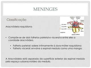 Aracnóideia raquidiana 
•Compõe-se de dois folhetos parietal e visceral e entre eles a cavidade aracnóidea. 
•Folheto parietal: adere intimamente à dura-máter raquidiana; 
•Folheto visceral: envolve a espinal medula como uma manga; 
A Aracnóideia está separada da superfície exterior da espinal medula pelo espaço subaracnoídeo da medula. 
MENINGES 
Classificação  
