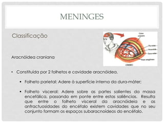 Aracnóidea craniana 
•Constituída por 2 folhetos e cavidade aracnóidea. 
Folheto parietal: Adere à superfície interna da dura-máter; 
Folheto visceral: Adere sobre as partes salientes da massa encefálica, passando em ponte entre estas saliências. Resulta que entre o folheto visceral da aracnóideia e as anfractuosidades do encéfalo existem cavidades que no seu conjunto formam os espaços subaracnoídeos do encéfalo. 
MENINGES 
Classificação  