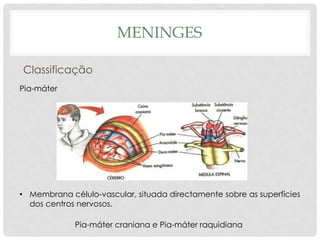 Pia-máter craniana e Pia-máter raquidiana 
Pia-máter 
•Membrana célulo-vascular, situada directamente sobre as superfícies dos centros nervosos. 
MENINGES 
Classificação  